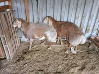 Vædder, Arashan sheep — foto 7
