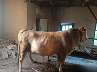 Touro, Simmental cattle — foto 2