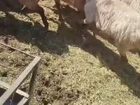 Kambing jantan, Sheep — foto 1