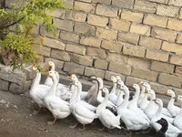 Geese — foto 5