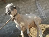 قوچ, گوسفند — عکس 1