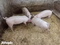 Babi betina, Pigs — foto 4