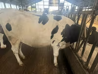 ላም, Holstein breed — ፎቶ 7