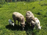 Beran, Dorper sheep — foto 6