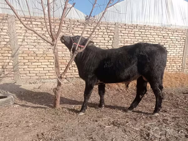 ثور, أبردين - أنغوس