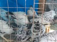 Adler Silver — foto 4