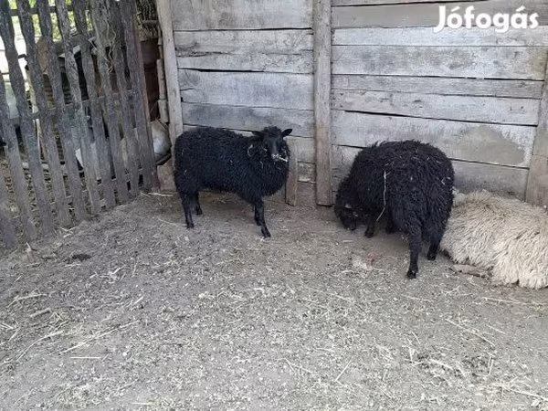 بھیڑ, Racka sheep