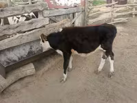 Boğa, Sığır — foto 2