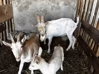 Ged, Saanen goat — foto 2