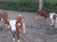 Býk, Simmental cattle — foto 2