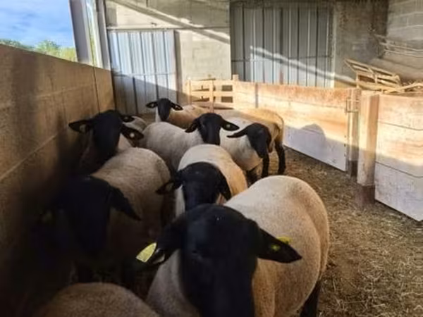 Ram, White Suffolk sheep — United Kingdom