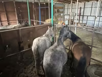 Merrie, Paarden — foto 5