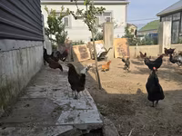 Chickens — Foto 1