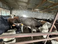 Toro, Ganado vacuno — foto 8