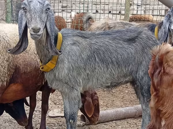 암염소, Damask goat