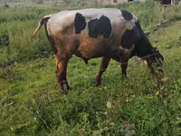 Toro, Ganado vacuno — foto 8