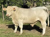 ወንድ በሬ, Charolais cattle — ፎቶ 1