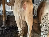 Бик, Simmental cattle — снимка 6