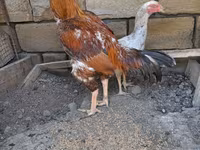 Chickens — الصورة 1