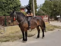 Stute, Hungarian horse breed — Foto 7