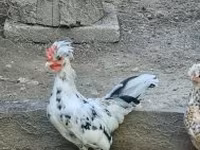 Chickens — fotografija 5