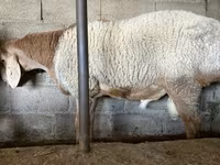 Ram, Arashan sheep — photo 2