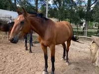 암말, Nonius horse — 사진 5