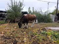 Mucca, Simmental cattle — foto 4