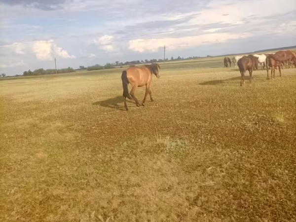 مادیان, Horse breed