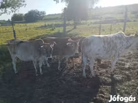 Boğa, Zebu — foto 2