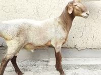 قوچ, گوسفند — عکس 5