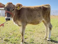 گاو ماده, Swiss cattle — عکس 1