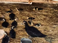 domaća muskovska patka — fotografija 7