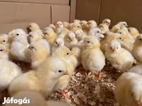 ساسکس — عکس 5