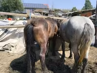 Koń, Hungarian horse breed — zdjęcie 4