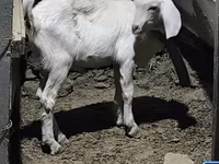 숫염소, Saanen goat — 사진 1