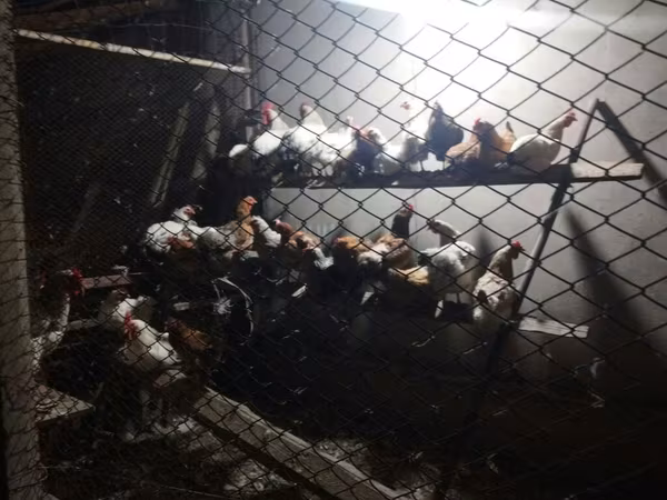 Chickens