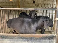 كبش, Hissar sheep — الصورة 2