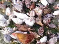 Chickens — zdjęcie 3