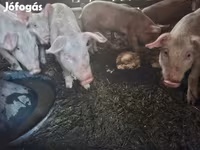 Babi betina, Pigs — foto 3