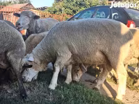 قوچ, Ile-de-France sheep — عکس 7