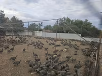 Guinea fowl — 照片 4