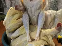 Turkeys — फ़ोटो 4