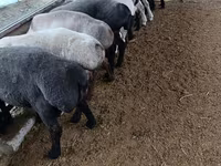 Kambing jantan, Sheep — foto 1