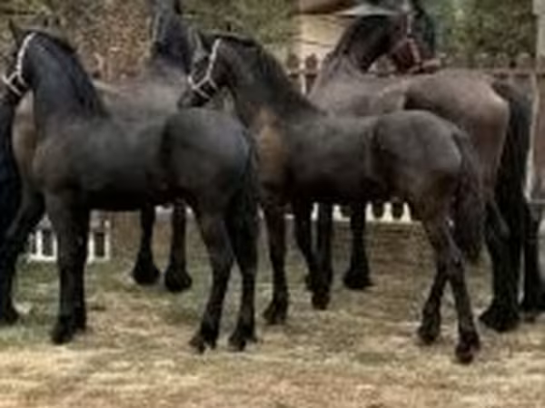 مادیان, Friesian
