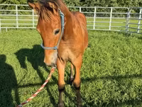 公马, Rocky Mountain Horse — 照片 6
