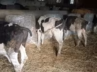 Tyre, Simmental cattle — foto 2