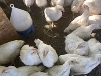 Chickens — تصویر 2