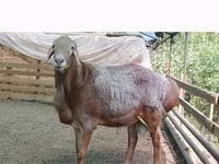 Ovan, Arashan sheep — fotografija 2