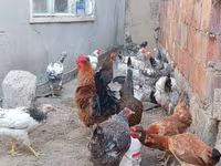 Chickens — sawirka 3